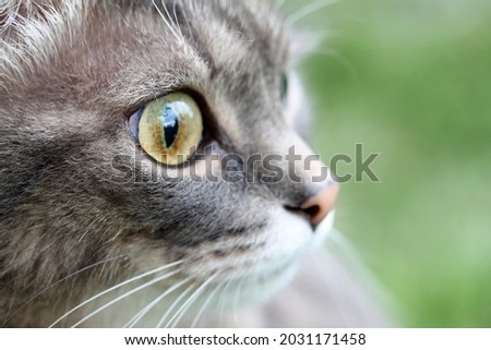 Gray tabby cat with big sick eyes close-up, glaucoma, tumor. 