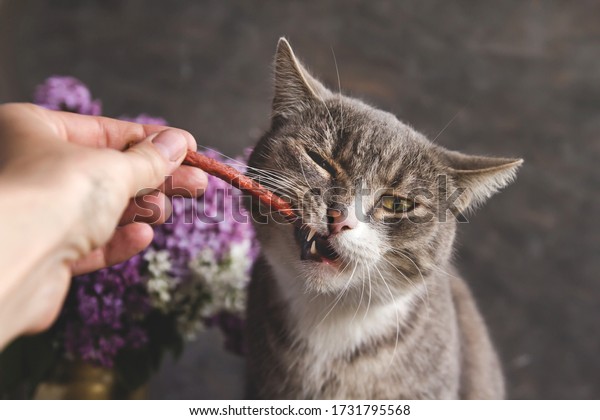 Gray tabby cat chews cat sausage. Feline treat.\
Human hand feeds a cat.