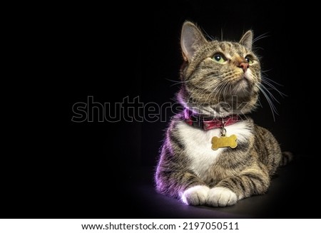 Gray tabby cat with collar lying down looking up isolated on black background