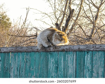 A gray tabby cat explores an old, rustic fence a