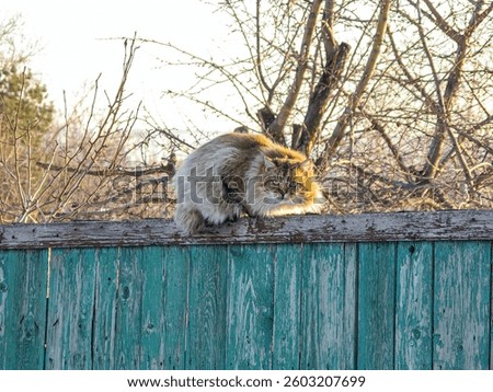 A gray tabby cat explores an old, rustic fence a