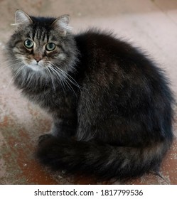 Gray Tabby Cat Green Eyes Sits Stock Photo 1817799536 | Shutterstock