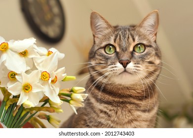 Gray tabby cat with green eyes with a bouquet of fresh flowers.
 - Powered by Shutterstock