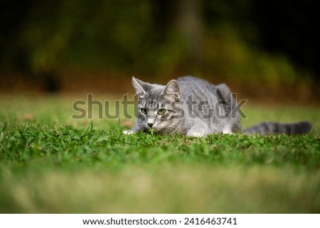 Gray tabby cat laying down in the grass and preparing to pounce in a yard.