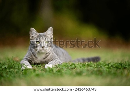 Gray tabby cat laying down in the grass and preparing to pounce in a yard.