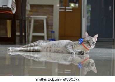 Gray Tabby Cat Lie On One Side On The Shiny Floor And Look Up Striaght