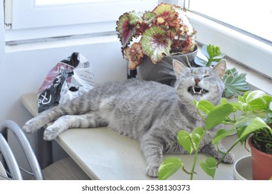 A gray tabby cat lounging comfortably on a windowsill beside various potted indoor plants. The cat appears relaxed and content, with eyes partially closed and mouth open as if meowing or yawning - Powered by Shutterstock