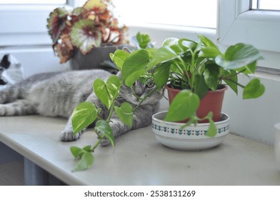 A gray tabby cat lounging comfortably on a windowsill beside various potted indoor plants. The cat appears relaxed and content, with eyes partially closed and mouth open as if meowing or yawning - Powered by Shutterstock