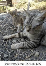 Gray tabby cat lying down on gravel ground outdoors with small brown kitten standing behind. Feline resting in rural environment with natural light. Animal family photography