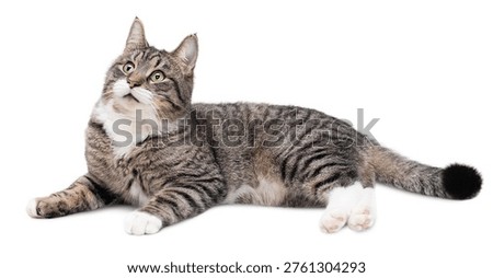 Gray tabby cat lying and looking up on white isolated background