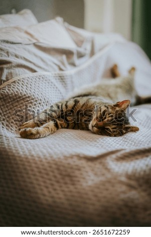 Gray tabby cat lying sleeping on bed