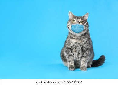 Download Cat Face Mask Images Stock Photos Vectors Shutterstock PSD Mockup Templates