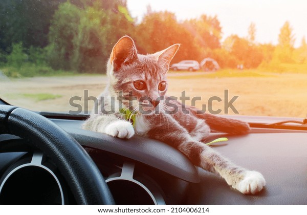 Gray tabby cat on car front panel near\
windshield on background of green trees of\
park