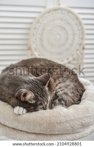 Gray tabby cat relaxing at the top of cat tree scratching post or activity centre for cat, closeup.