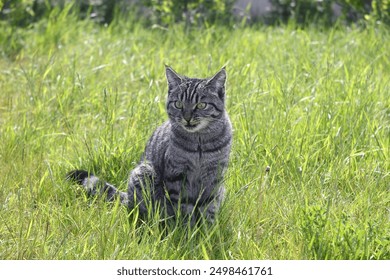 Gray tabby cat sits in a lush green grassy field and looks off to the side, ready for hunt. - Powered by Shutterstock