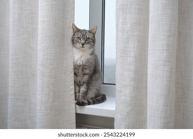 Gray tabby cat sitting on windowsill between beige curtains. Indoor pet portrait. - Powered by Shutterstock