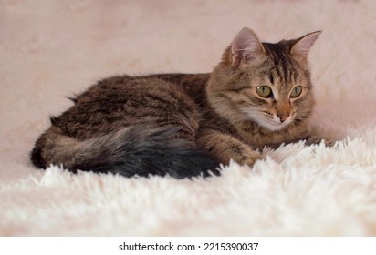 A Gray Tabby Cat Sleeping On A Bed On A Fluffy White Plaid At Home Close-up. Panoramic View. Empty Space For Text