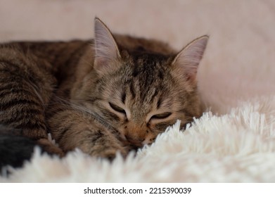 A Gray Tabby Cat Sleeping On A Bed On A Fluffy White Plaid At Home Close-up. Panoramic View. Empty Space For Text