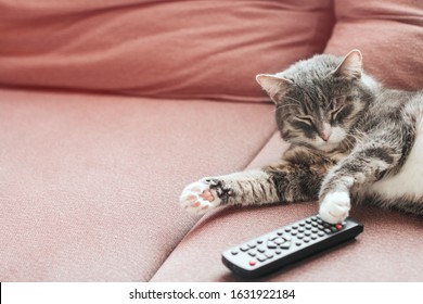 cat with remote control