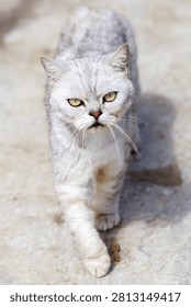 Gray tabby cat strides forward on concrete. Yellow eyes stare directly at viewer. Whiskers twitch slightly as cat moves. Soft fur shows subtle color variation. Cat appears calm and curious