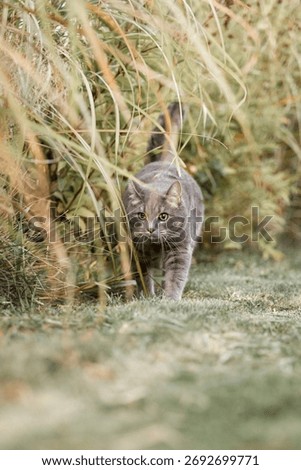 Gray Tabby Cat Walking Through Tall Ornamental Grasses