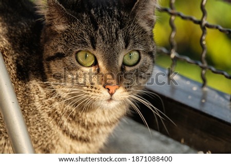 Similar – Cat Close-Up Animal Pet