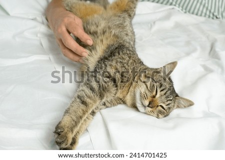 gray tabby cat with a woman's hand on a white background. World Pet Day