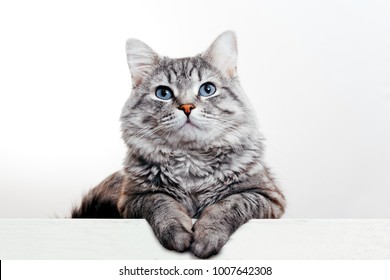 Gray tabby cute kitten with blue eyes. Pets and lifestyle concept. Lovely fluffy cat on grey background. - Powered by Shutterstock