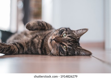 a gray tabby domestic cat is lying relaxed with his back on the floor and looking at the camera