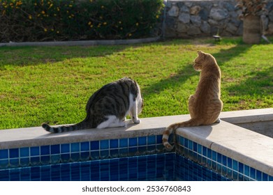 A gray tabby and a ginger cat sit side by side, gazing quietly at the shimmering water of a pool surrounded by lush green grass under the soft morning light. - Powered by Shutterstock