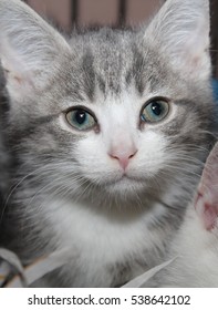 GRAY TABBY KITTEN