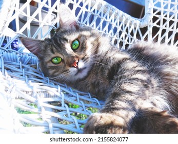 A gray tabby kitten lies on a white wicker chair in the garden. The cat looks at the viewer with bright green eyes. Cute beautiful background, postcard, wallpaper
