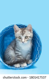 Gray Tabby Kitten Sitting Inside Of A Blue Woven Basket, Blue Background. 