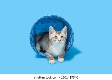 Gray Tabby Kitten Sitting Inside Of A Blue Woven Basket, Blue Background. 