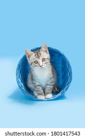 Gray Tabby Kitten Sitting Inside Of A Blue Woven Basket, Blue Background. 