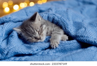 Gray tabby kitten sleeps. Portrait of beautiful fluffy striped tabby kitten. Animal baby cat lies in bed