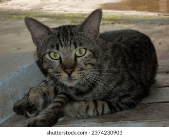 gray tabby male cat lying relaxed in the front yard of the house - Powered by Shutterstock