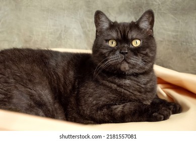 Gray Tabby Scottish Straight Cat Portrait Stock Photo 2181557081 ...