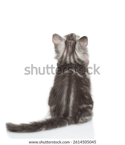Gray tabby tiny kitten sits in back view and looks up on empty space. isolated on white background