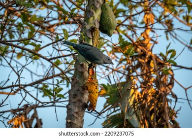 Gray Tanager, A Passerine Dancing Bird Of The Family Thraupidae, Eating Papaya In Papaya Tree