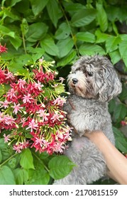 Gray Teacup Poodle In The Background Of Rangoon Creeper Flower Clusters