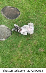 Gray Teacup Poodle Playing On The Park Ground