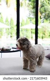 Gray Teacup Poodle Walking Around The House In Background Of Pool Garden