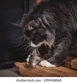 The gray thoroughbred cat, playing with a mouse that he just caught.