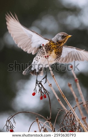 The gray thrush eats red juicy berries from a bush.