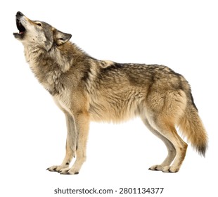 Gray Timber Wolf Howling Pose, Silver Gray and Brown Fur, Wild Predator Communication Behavior, Realistic Wildlife Photography, Isolated on White Background
