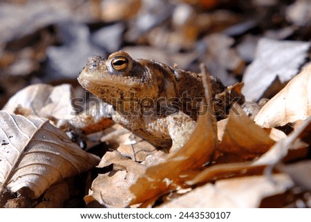 Gray toad (Bufo bufo) standing on dry leaves in forest during mating season