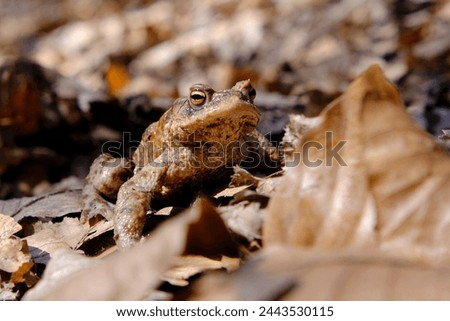 Gray toad (Bufo bufo) standing on dry leaves in forest during mating season
