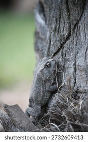 Gray Toad Climbing Rough Tree Bark In Soft Natural Light