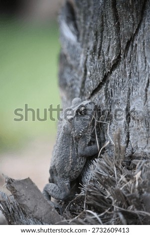 Gray Toad Climbing Rough Tree Bark In Soft Natural Light